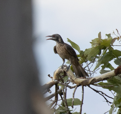 Brown Oriole (Oriolus szalayi), photo 2