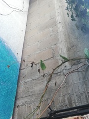 Dioscorea mexicana