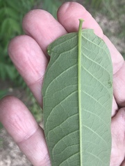 Ailanthus altissima