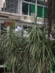 Dracaena reflexa angustifolia