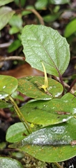 Pleurothallis microcardia