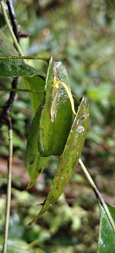 Pleurothallis microcardia, photograph 1