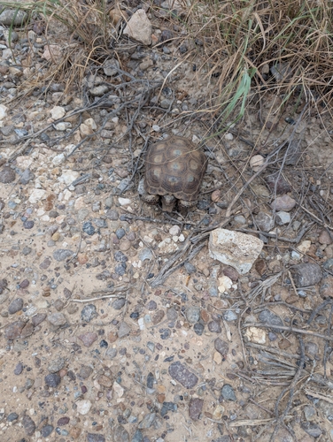 Texas Tortoise