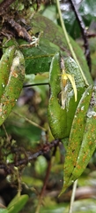 Pleurothallis microcardia, photograph (c) zhangshen, some rights reserved (CC BY)