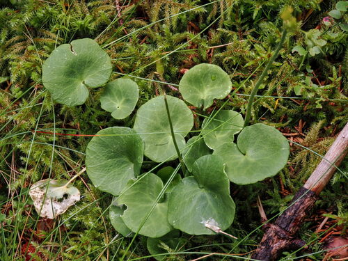 Soldanella montana, photograph 2