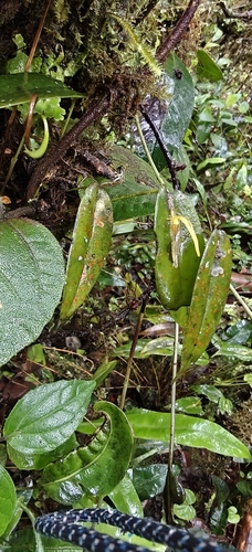 Pleurothallis microcardia, photograph 3