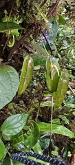 Pleurothallis microcardia, photograph (c) zhangshen, some rights reserved (CC BY)