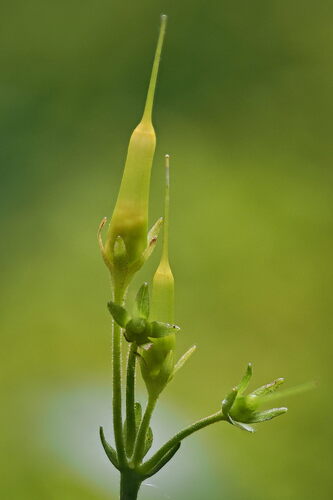 Soldanella montana, photograph 3