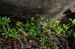 Cardamine oligosperma