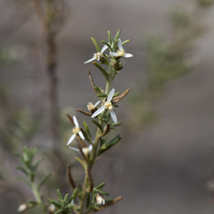 Olearia axillaris