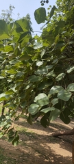 Butea monosperma, photograph (c) Ashwin A, some rights reserved (CC BY)