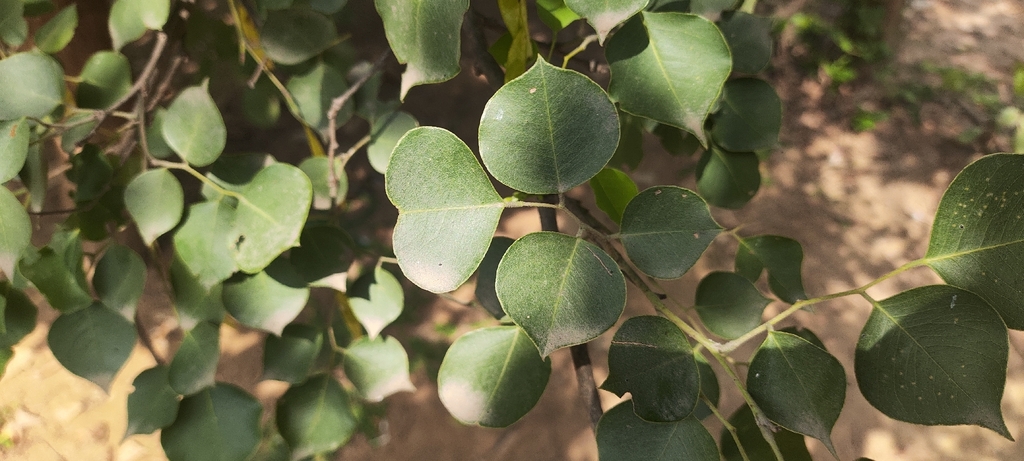 Butea monosperma; photograph (c) Ashwin A, some rights reserved (CC BY)