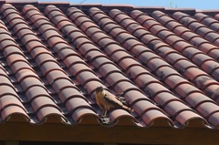 Rupornis magnirostris saturatus