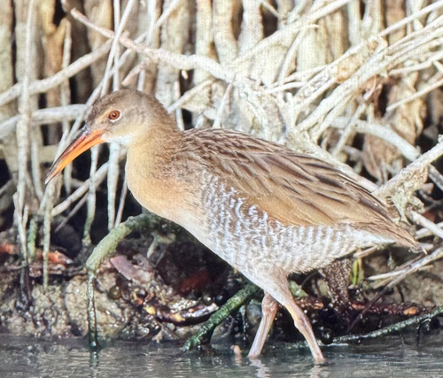 Mangrove Rail (Rallus longirostris), photo 2
