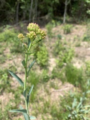Arnoglossum ovatum