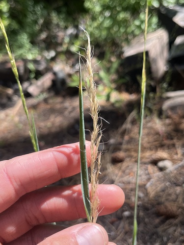 Graphephorum canescens observed 2026-07-14