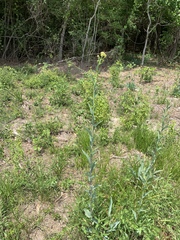 Arnoglossum ovatum