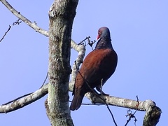 Patagioenas speciosa