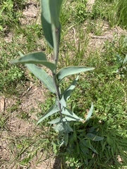 Arnoglossum ovatum