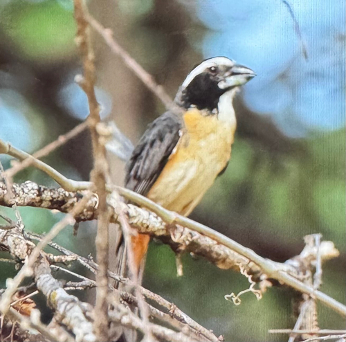 Orinoco Saltator (Saltator orenocensis), photo 2