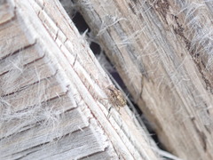 Sitona cylindricollis