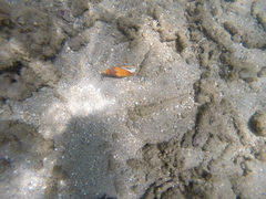 Mitridae
