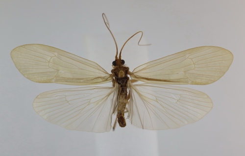 Stenophylax mitis
