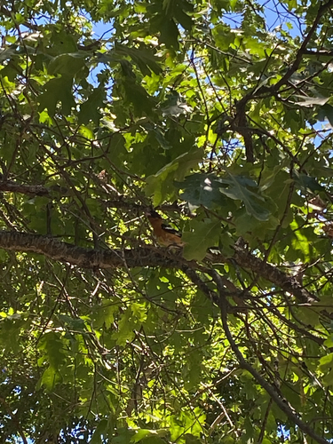 iNaturalist observation photo of Black-headed Grosbeak