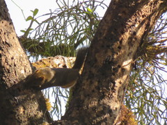 Callosciurus pygerythrus