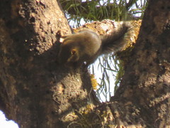 Callosciurus pygerythrus