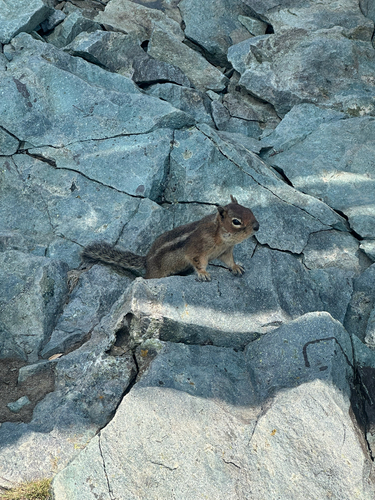 Cascade Golden-mantled Ground Squirrel observed by bachmans