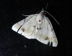 Frederickia subterminata