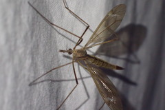 Tipula