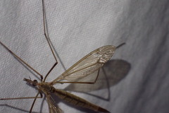 Tipula