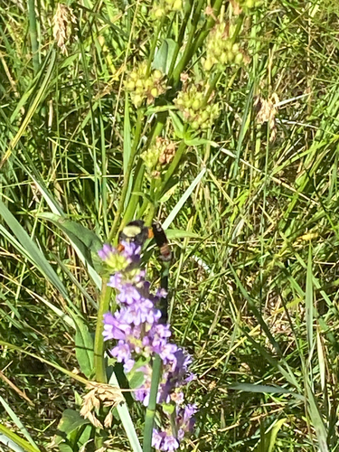 iNaturalist observation photo of Bumble Bees