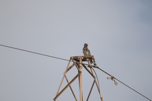 Short-toed Snake-Eagle