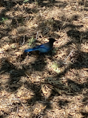 iNaturalist observation photo of Steller's Jay