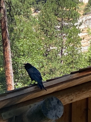 iNaturalist observation photo of Common Raven
