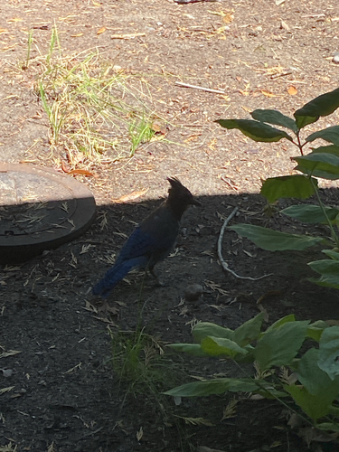 iNaturalist observation photo of Steller's Jay