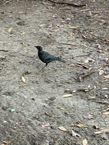 iNaturalist observation photo of Brewer's Blackbird