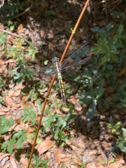 Libellula vibrans