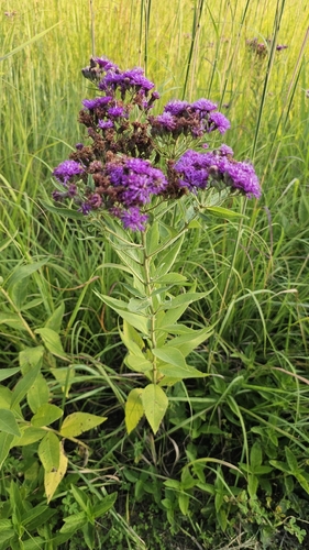Western Ironweed