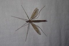 Tipula