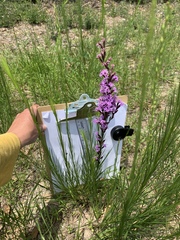 Liatris acidota