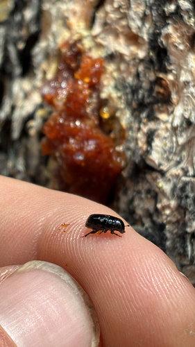 iNaturalist observation photo of Mountain Pine Beetle