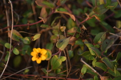 Zinnia maritima