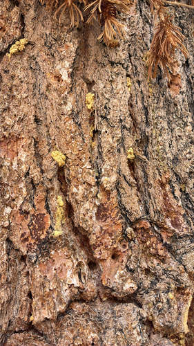 iNaturalist observation photo of Mountain Pine Beetle