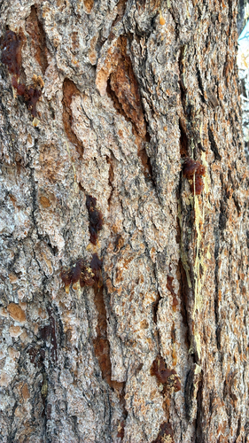 iNaturalist observation photo of Mountain Pine Beetle