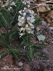 Sophora nuttalliana