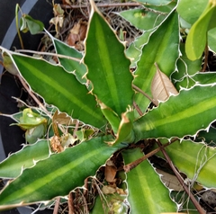 Agave horrida